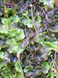 Attēlu rezultāti vaicājumam “Pellia epiphylla sporophyte”
