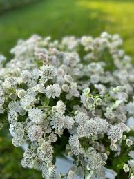 Attēlu rezultāti vaicājumam “Astrantia major flower”