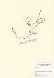 Attēlu rezultāti vaicājumam “Najas flexilis leaf”