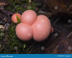 Attēlu rezultāti vaicājumam “Lycogala epidendrum aggr. macro”