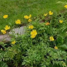 Image result for Scheinmohn