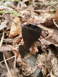 Attēlu rezultāti vaicājumam “Craterium sp.”