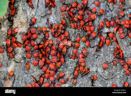 Attēlu rezultāti vaicājumam “Pyrrhocoris apterus nymph”