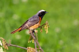 Attēlu rezultāti vaicājumam “Phoenicurus phoenicurus male”