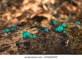 Attēlu rezultāti vaicājumam “Chlorociboria aeruginascens”