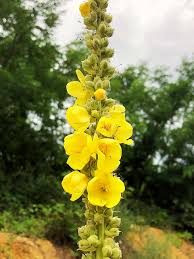 Image result for Verbascum densiflorum
