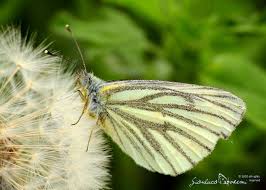 Attēlu rezultāti vaicājumam “Pieris napi”