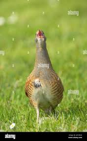 Attēlu rezultāti vaicājumam “Crex crex adult”