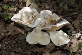 Attēlu rezultāti vaicājumam “Lactarius bertillonii”