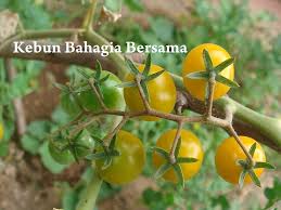 Afbeeldingsresultaat voor broad ripple yellow currant tomato