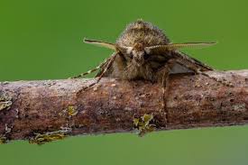 Attēlu rezultāti vaicājumam “Phigalia pilosaria”