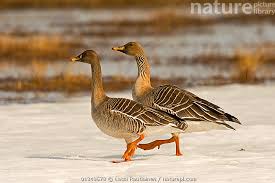 Image result for Anser fabalis