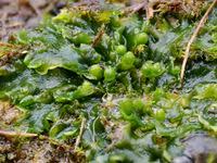 Attēlu rezultāti vaicājumam “Aneura pinguis”