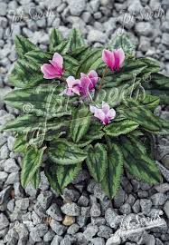 Attēlu rezultāti vaicājumam “Cyclamen hederifolium”