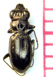 Attēlu rezultāti vaicājumam “Notiophilus palustris”