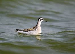 Attēlu rezultāti vaicājumam “Phalaropus lobatus”