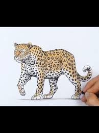 Image result for Rayleigh boys under 7's Leopards- need a Goalie!