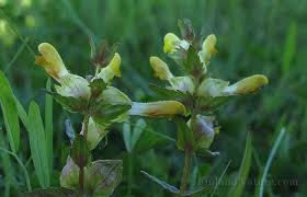 Attēlu rezultāti vaicājumam “Rhinanthus serotinus flower”