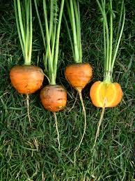 Attēlu rezultāti vaicājumam “Daucus sativus”