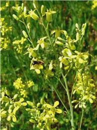 Attēlu rezultāti vaicājumam “Sisymbrium volgense”