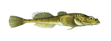 Image result for Myoxocephalus quadricornis