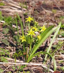 Attēlu rezultāti vaicājumam “Gagea lutea flower”