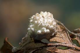 Attēlu rezultāti vaicājumam “Torrubiella arachnophila”