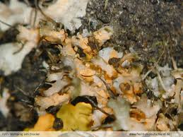 Attēlu rezultāti vaicājumam “Erythricium aurantiacum”