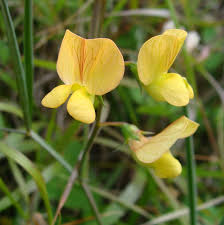 Attēlu rezultāti vaicājumam “Lathyrus”