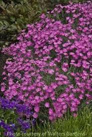 Image result for Dianthus gratianopolitanus