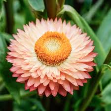 Image result for Strohblume