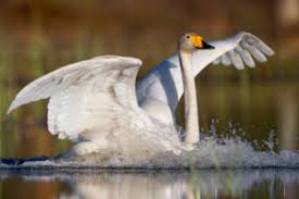 Attēlu rezultāti vaicājumam “Cygnus cygnus adult”