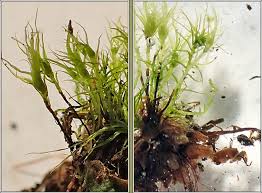 Attēlu rezultāti vaicājumam “Leptobryum pyriforme”