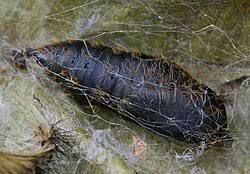 Attēlu rezultāti vaicājumam “Lymantria dispar larva”