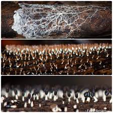 Attēlu rezultāti vaicājumam “Claustria didermoides spores”