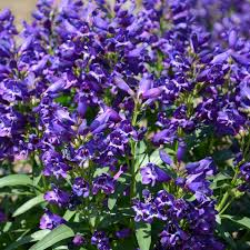 Image result for Penstemon