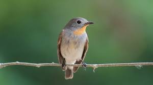 Image result for Ficedula albicilla