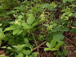 Attēlu rezultāti vaicājumam “Silene baccifera”