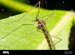 Attēlu rezultāti vaicājumam “Trichocera”