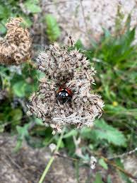 Attēlu rezultāti vaicājumam “Tragopogon pratensis subsp. pratensis fruit”