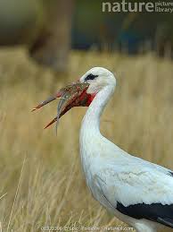Attēlu rezultāti vaicājumam “Ciconia ciconia”
