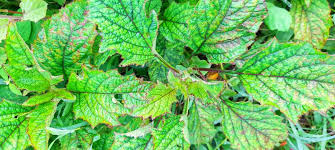 Attēlu rezultāti vaicājumam “Sinapis alba leaf”