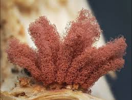 Attēlu rezultāti vaicājumam “Heterotrichia oerstedii (syn. Arcyria oerstedii)”