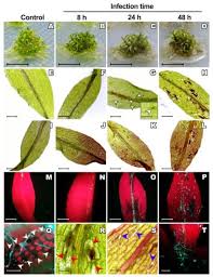 Attēlu rezultāti vaicājumam “Bryum pallescens sporophyte”