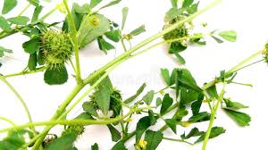 Attēlu rezultāti vaicājumam “Medicago”