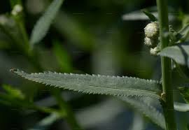 Attēlu rezultāti vaicājumam “Achillea ptarmica leaf”