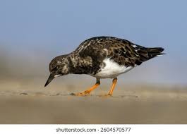 Attēlu rezultāti vaicājumam “Arenaria interpres adult”