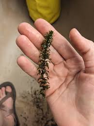 Attēlu rezultāti vaicājumam “Elodea canadensis”