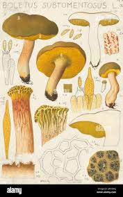 Attēlu rezultāti vaicājumam “Xerocomus subtomentosus”