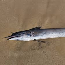 Image result for Xiphias gladius